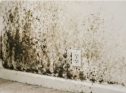 Before: Carrollton, TX interior wall covered in heavy black and green mold growth